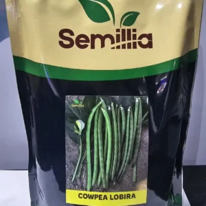 cowpea