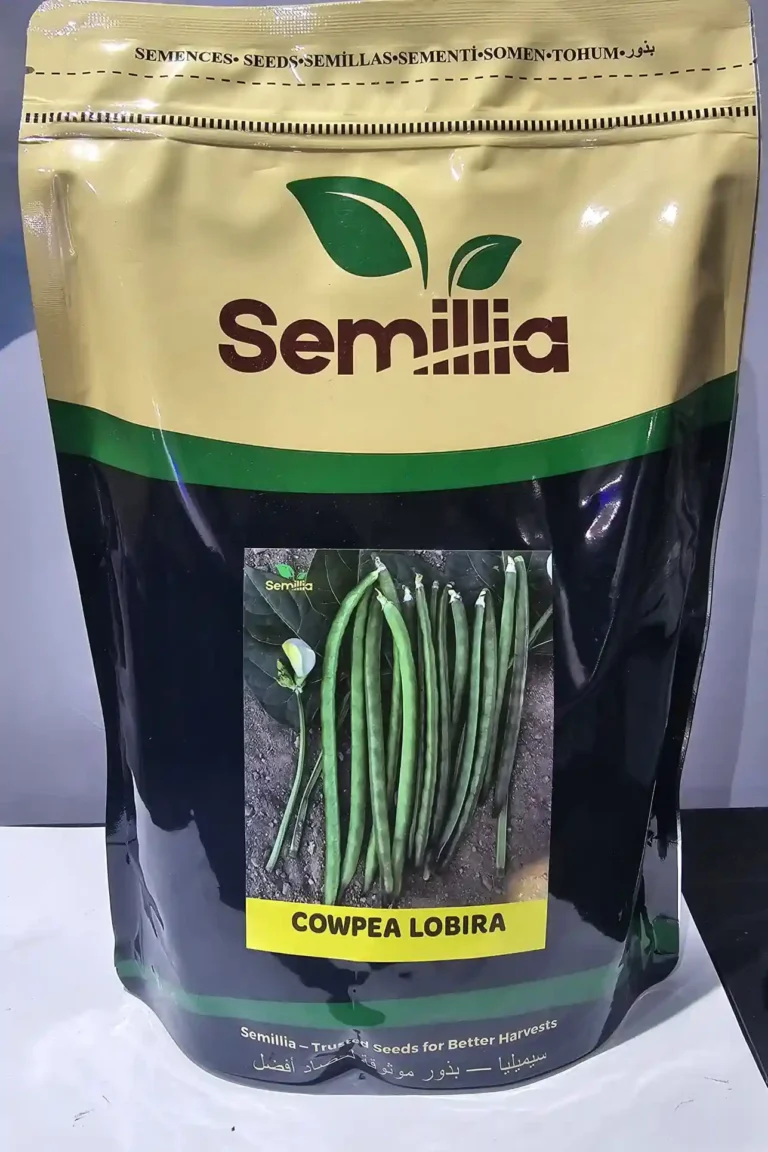 cowpea